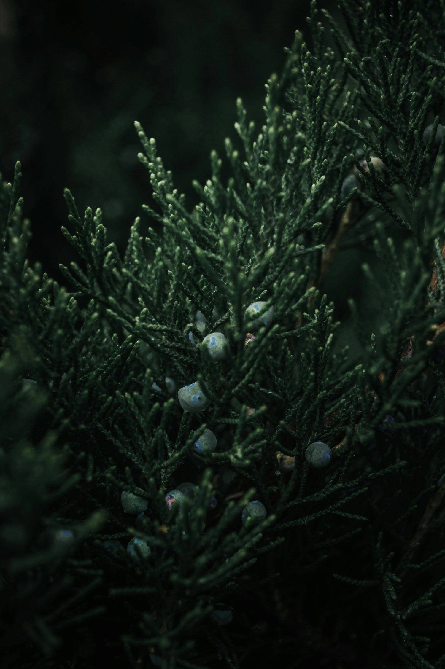 Serums